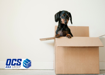 شرایط بردن سگ به خارج از کشور